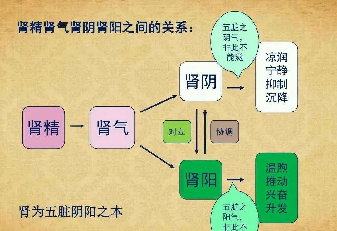 Four Types of Kidney Deficiency: Kidney Yin Deficiency, Kidney Yang Deficiency, Kidney Qi Deficiency, and Kidney Essence Deficiency - How to Choose the Right Herbal Medicine
