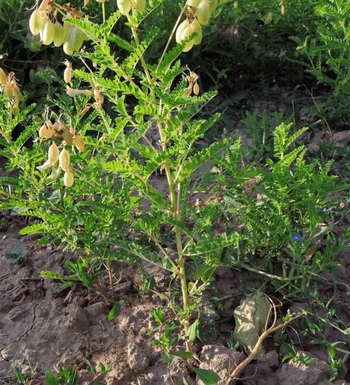 Traditional Chinese Medicine Herb: Huang Qi (Radix Astragali)