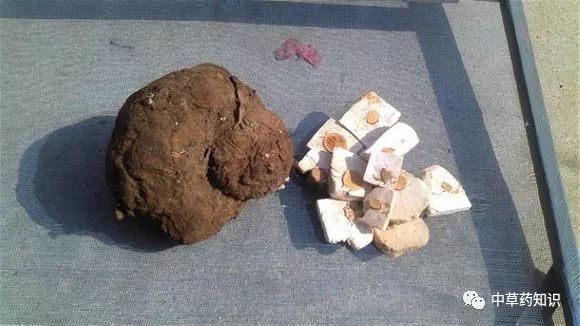 Traditional Chinese Medicine Herb: Fu Ling (Poria)