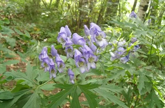 The Efficacy and Functions of Aconite in Traditional Chinese Medicine