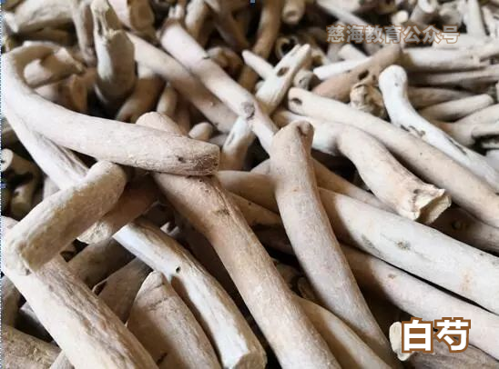 Daily Learning of a Chinese Herb