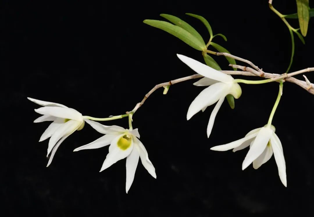 Understanding the Compendium of Materia Medica