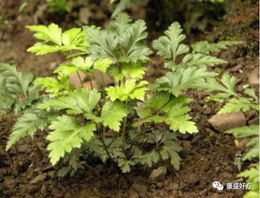 Huang Lian: The 'Aspirin' of Traditional Chinese Medicine