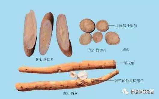 The Efficacy and Medicinal Uses of Bai Shao (White Peony)