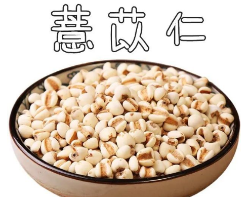 Learn About a Chinese Herb Every Day - Coix Seed (Yì Yǐ Rén)