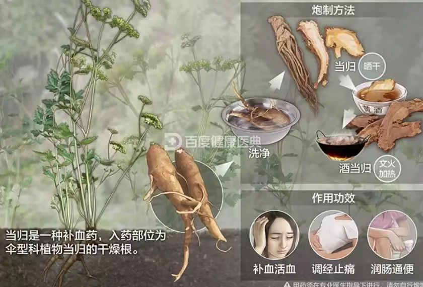 Angelica Sinensis: A Weekly Herb
