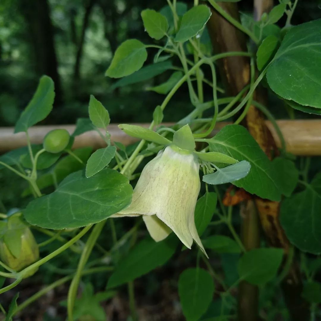 Codonopsis pilosula: A Comprehensive Overview of Its Benefits and Uses