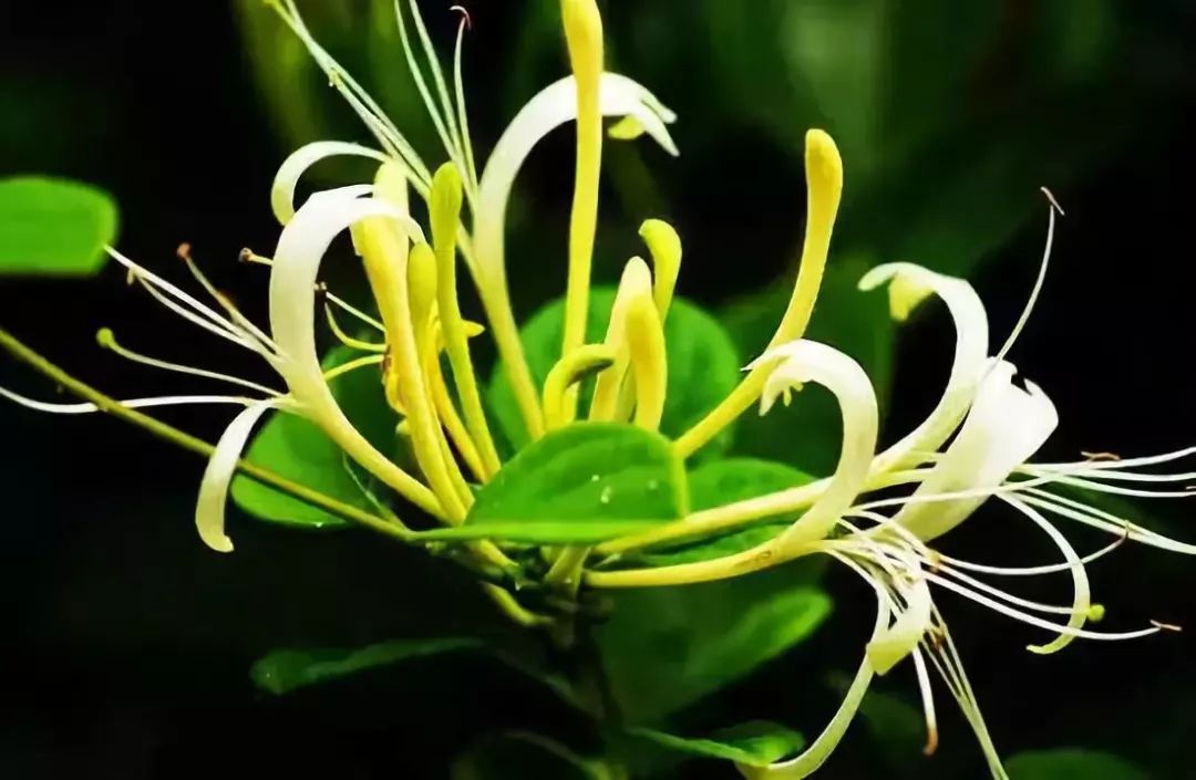 The Most Beautiful Chinese Herb: Honeysuckle, the 'First Flower of Summer'