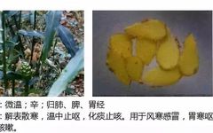 Illustrated Guide to Over 500 Chinese Medicinal Herbs (Including Therapeutic Effects)