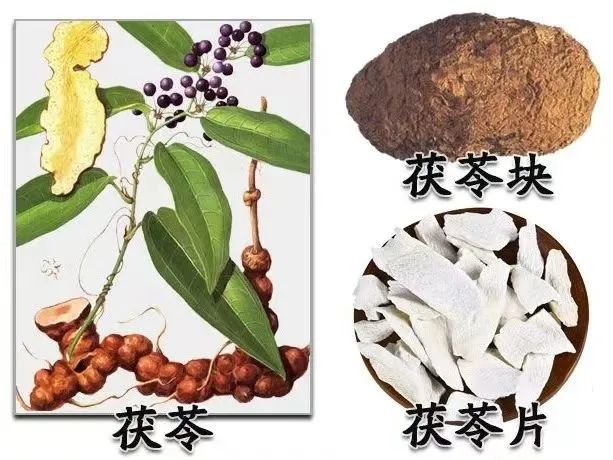 Exploring the Benefits of Fu Ling (Poria) in Traditional Chinese Medicine