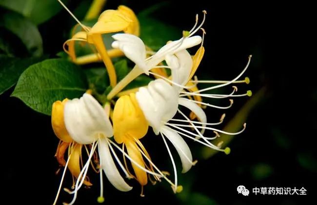 Traditional Chinese Medicine Herb: Honeysuckle