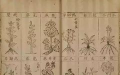 The Birth of the Compendium of Materia Medica
