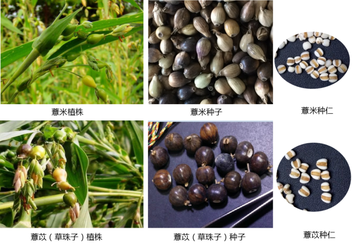 Understanding Coix Seed: The Confusion Between ‘Yi Mi’ and ‘Yi Yi’