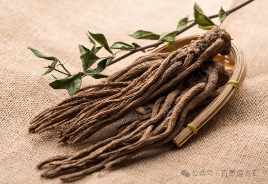 The Efficacy and Functions of Angelica Sinensis (Dang Gui)