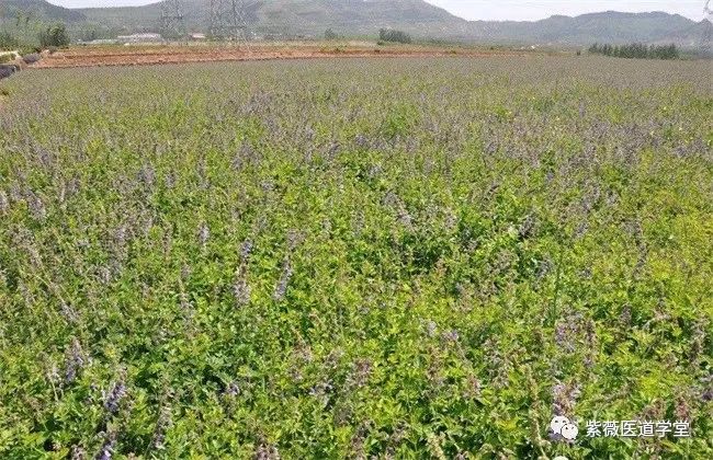 Guide to the Use of Dan Shen (Salvia miltiorrhiza)