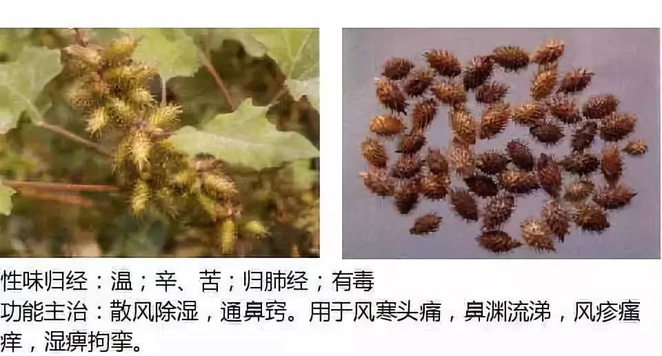 Illustrated Guide to Over 500 Chinese Medicinal Herbs (Including Therapeutic Effects)
