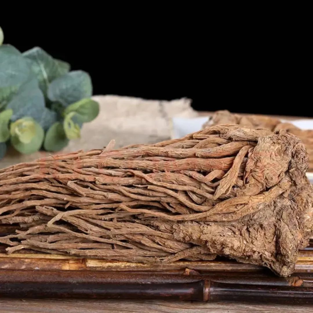 Angelica Sinensis: A Vital Herb in Traditional Chinese Medicine