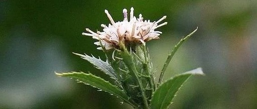 The Remarkable Effects of Cang Zhu (Atractylodes) in Clinical Practice