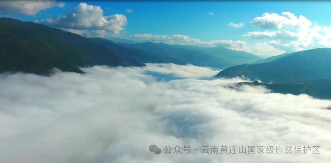 Yunnan Huanglian Mountain: Sowing Hope on Arbor Day