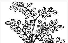 Traditional Chinese Medicine Knowledge | Astragalus