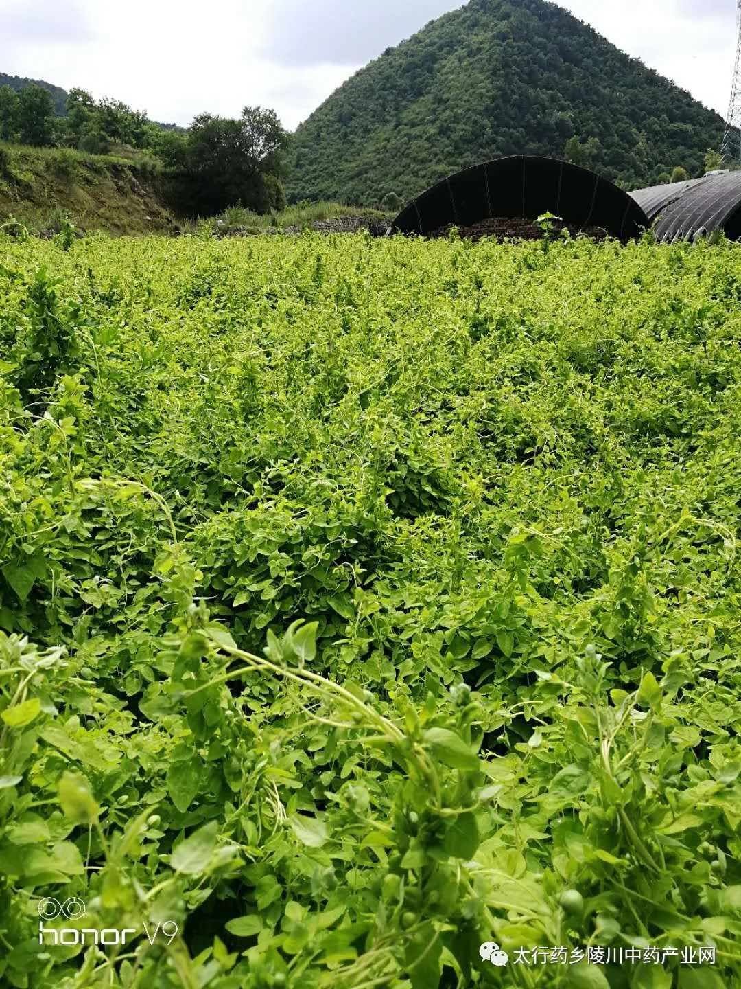 Understanding Codonopsis: The Lesser-Known Ginseng