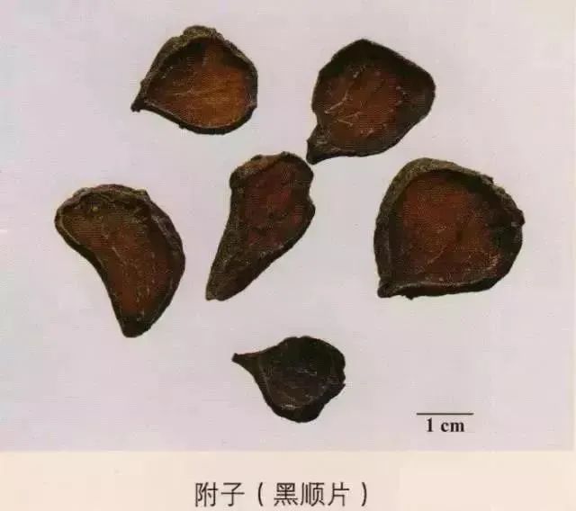 Bencao Wendui: Aconite and Processed Aconite
