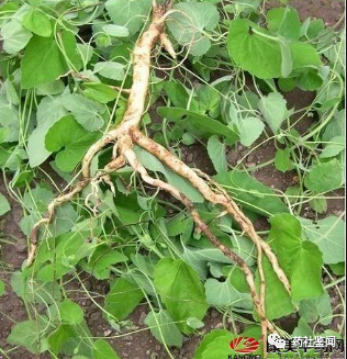 Traditional Chinese Medicine Herb - Dangshen (Codonopsis)