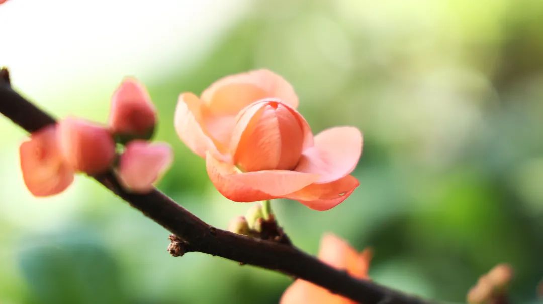 How Should People with Kidney Yang Deficiency Regulate Their Health? What Chinese Patent Medicines Can Remove Dampness from the Body?