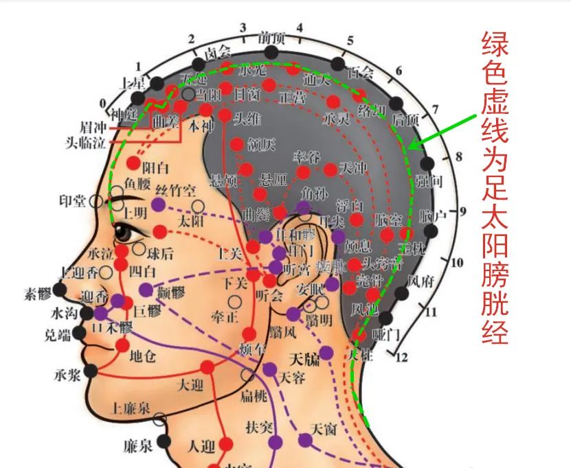 Acupoint Knowledge | Twelve Meridians: The Weizhong Point of the Foot Taiyang Bladder Meridian