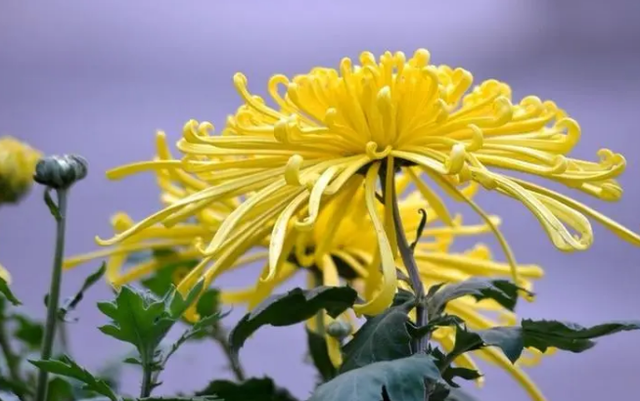 The "Golden Partner" of Danshen: Regular Consumption May Promote Blood Circulation and Dissolve Thrombus, Unclog Blood Vessels