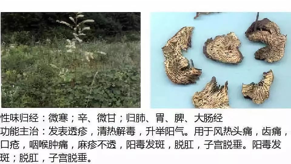 Illustrated Guide to Over 500 Chinese Medicinal Herbs (Including Therapeutic Effects)