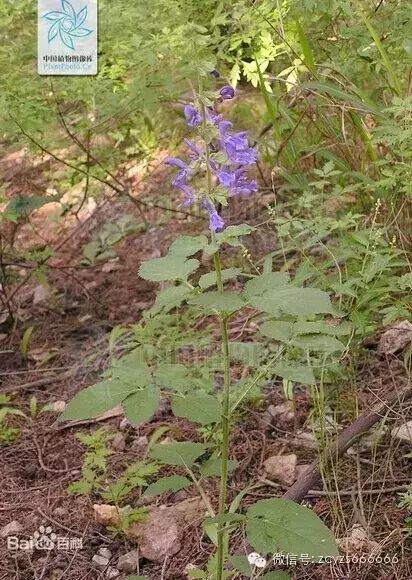 Traditional Chinese Medicine Herb: Dan Shen (Salvia miltiorrhiza)