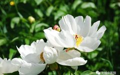Bai Shao (White Peony) - A Comprehensive Overview