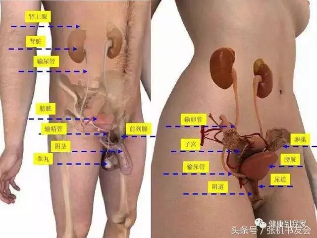 Understanding Traditional Chinese Medicine: The Five Organs and Six Bowels Explained! (Including Eight Major Systems)