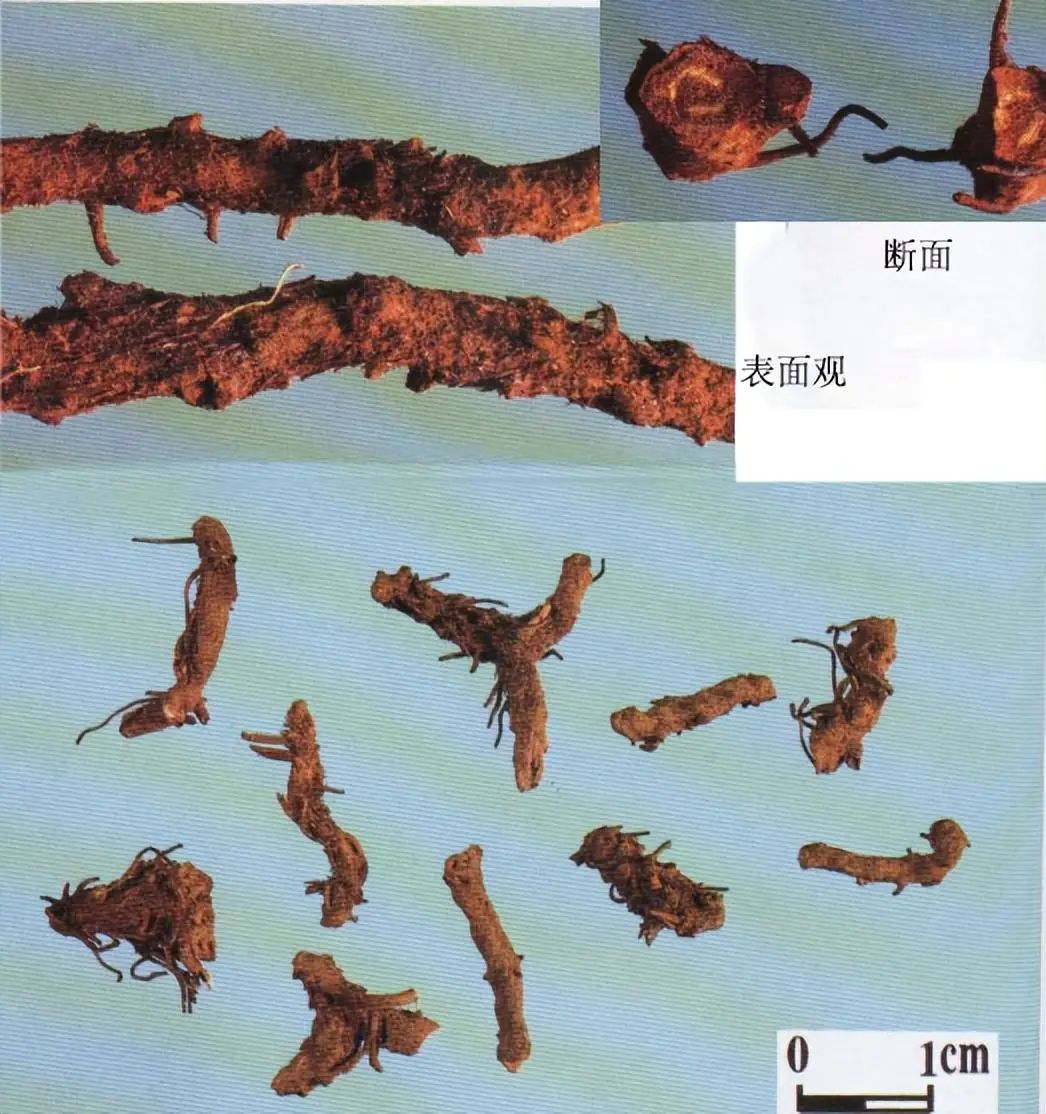 Identification of the Chinese Herbal Medicine Huanglian