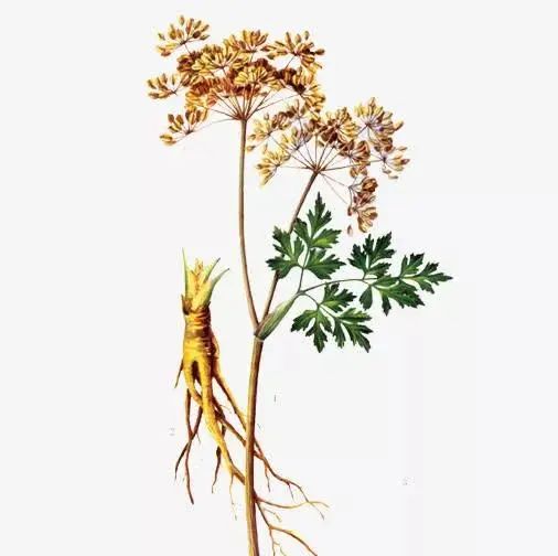 The Efficacy of Angelica Sinensis (Dong Quai)