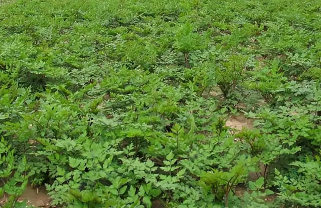 Identification of Angelica Sinensis (Dong Quai)