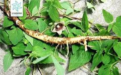 Understanding Dang Shen (Codonopsis pilosula) in Traditional Chinese Medicine