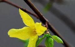 Clearing Heat and Detoxifying Herbs