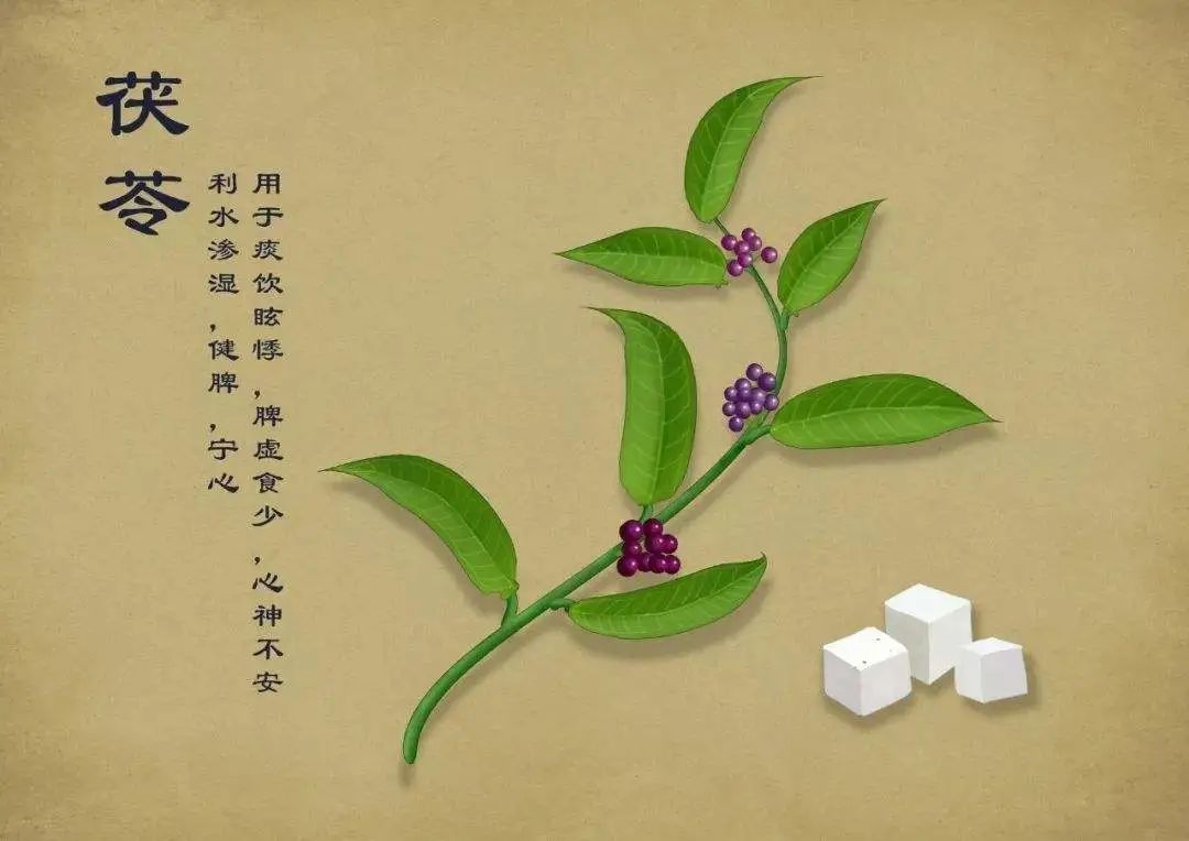 Three Methods to Eliminate Dampness in Traditional Chinese Medicine