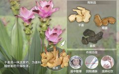 Daily Herb Insight: Warming and Detoxifying Properties of Dried Ginger