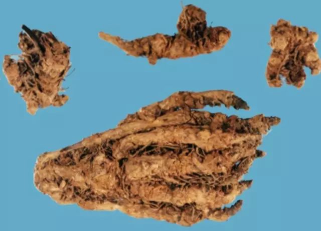 Understanding Huang Lian: A Comprehensive Overview of Coptis