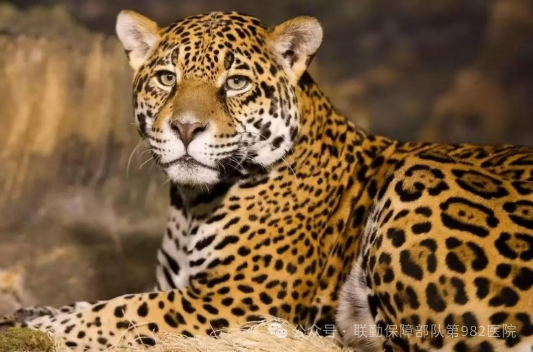 Traditional Chinese Medicine Therapy: 'Leopard Spot' Cupping Therapy