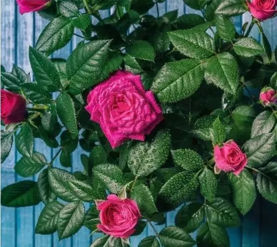 Comprehensive Guide to External Herbal Formulas for Skin Conditions (Powder Formulations)