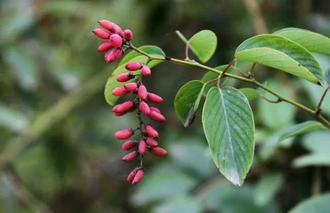 This Herb Treats Lower Back Pain, Stomach Pain, and Rheumatic Pain