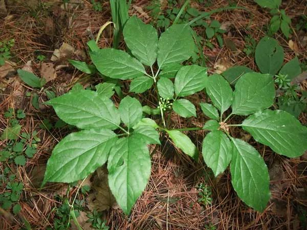 Traditional Chinese Medicine: Ginseng