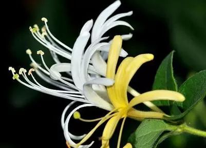 Essential Knowledge of Chinese Medicine: Honeysuckle