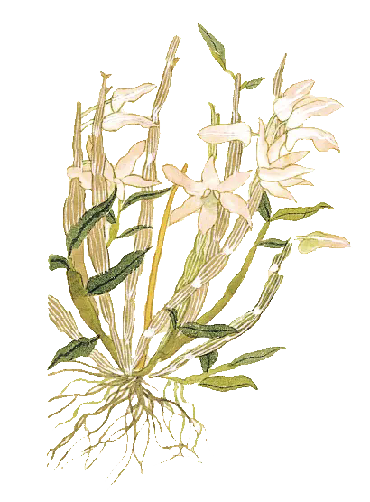 Understanding Ginseng: A Comprehensive Guide to Its Benefits and Uses in Traditional Chinese Medicine