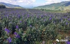 The Three Realms of Aconite: First, Warming Yang; Second, Generating Qi; Third, Warming the Kidneys and Receiving Qi