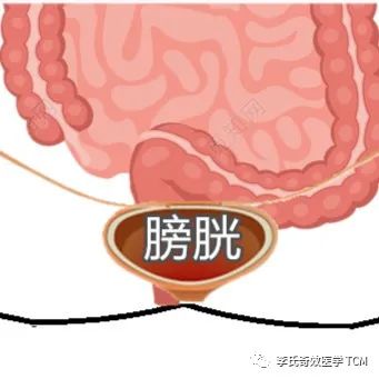Tongue Diagnosis and the Five Organs Series Collection